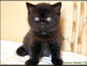 британские кошки черного окраса, черные британцы, черные кошки