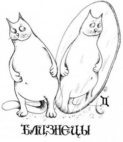 британский кремовый кот. коты кремовые, кошки близнецы, близнец