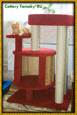 красный британский кот, красное солнышко.Ник уже освоил свой кошачий комплекс, видно он ему понравился. на фото - 4 мес.