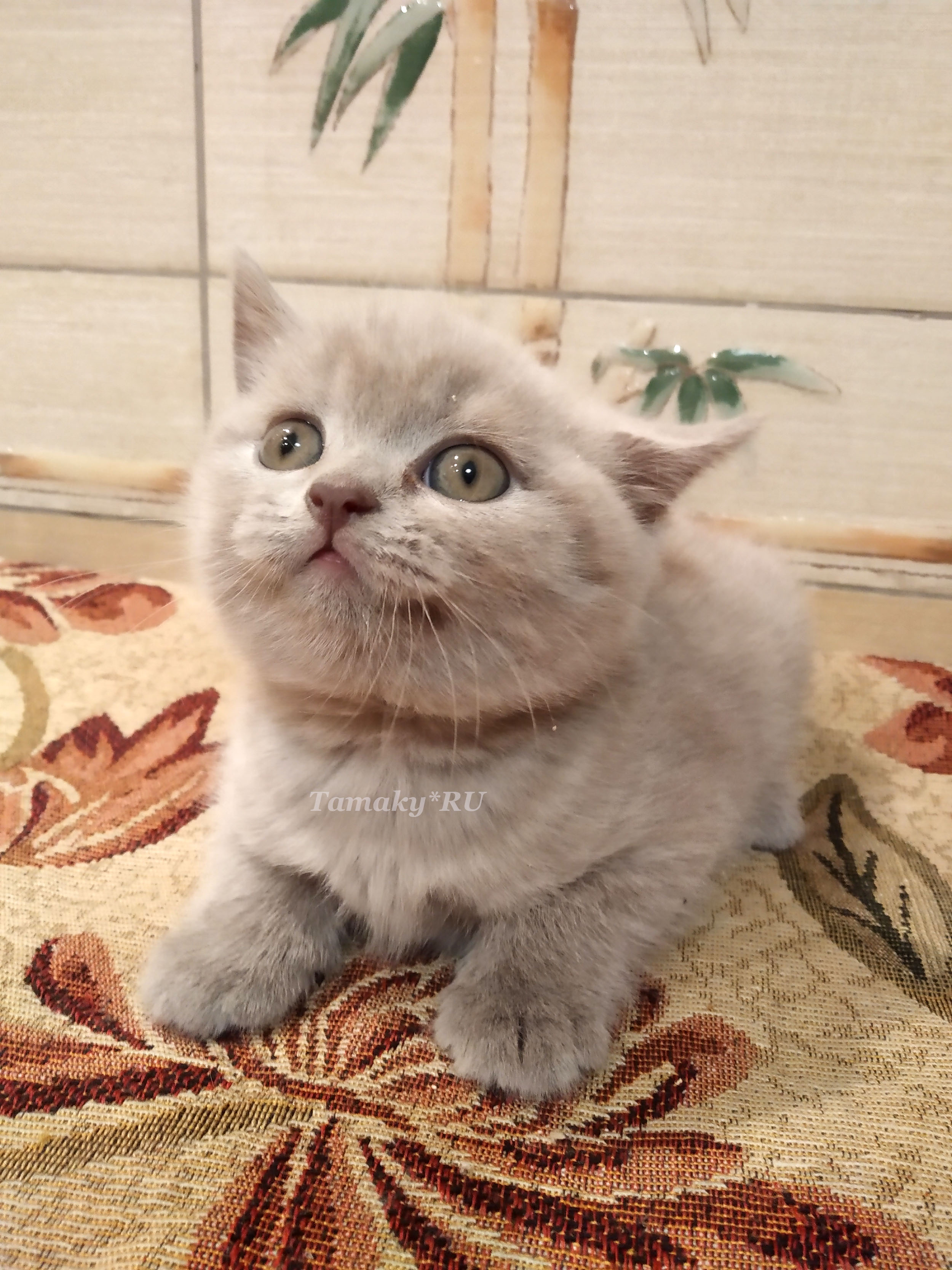 порода британская короткошерстная коты британцы лилового окраса 