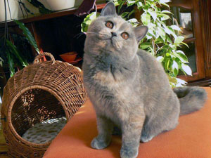 британские голубо-кремовый кошки котенок