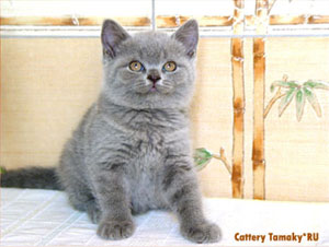 британские кошки голубые,  британцы, голубой котенок