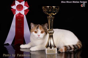 Фото  британская кошка окраса арлекин