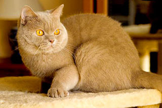британский кот фавн, короткошерстный кот окраса фавн 