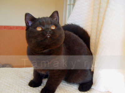 британская кошка  черная 