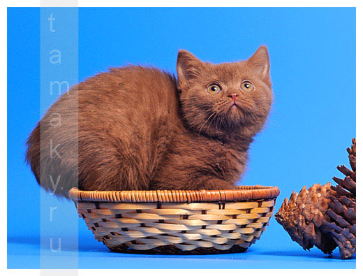 Окрас циннамон у кошек фото
