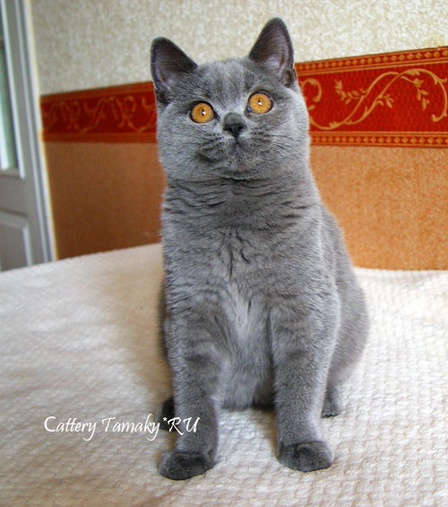 британская кот голубой  в москве питомник, british blue, cattery BSH