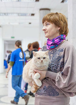 британский кремовый кот. коты кремовые, кошки 
