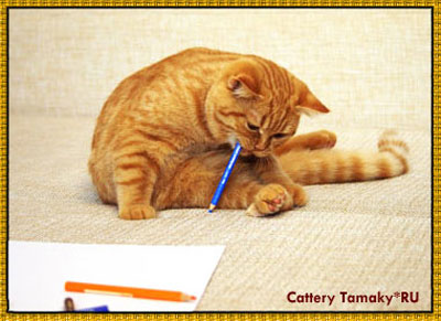 Наш выпускник красный британец по имени NIC Tamaky*RU познает азы рисования. Кажется ему это удается. На фотографии коту 6 мес.