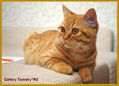 британский красный кот на любимом диване. На фото возраст 6 мес.   
