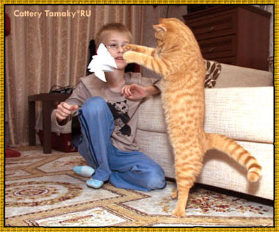 британец красного окраса из питомника TAMAKY*RU. Вот это настоящаяя кошачья выправка!!! Замечательное фото!!!