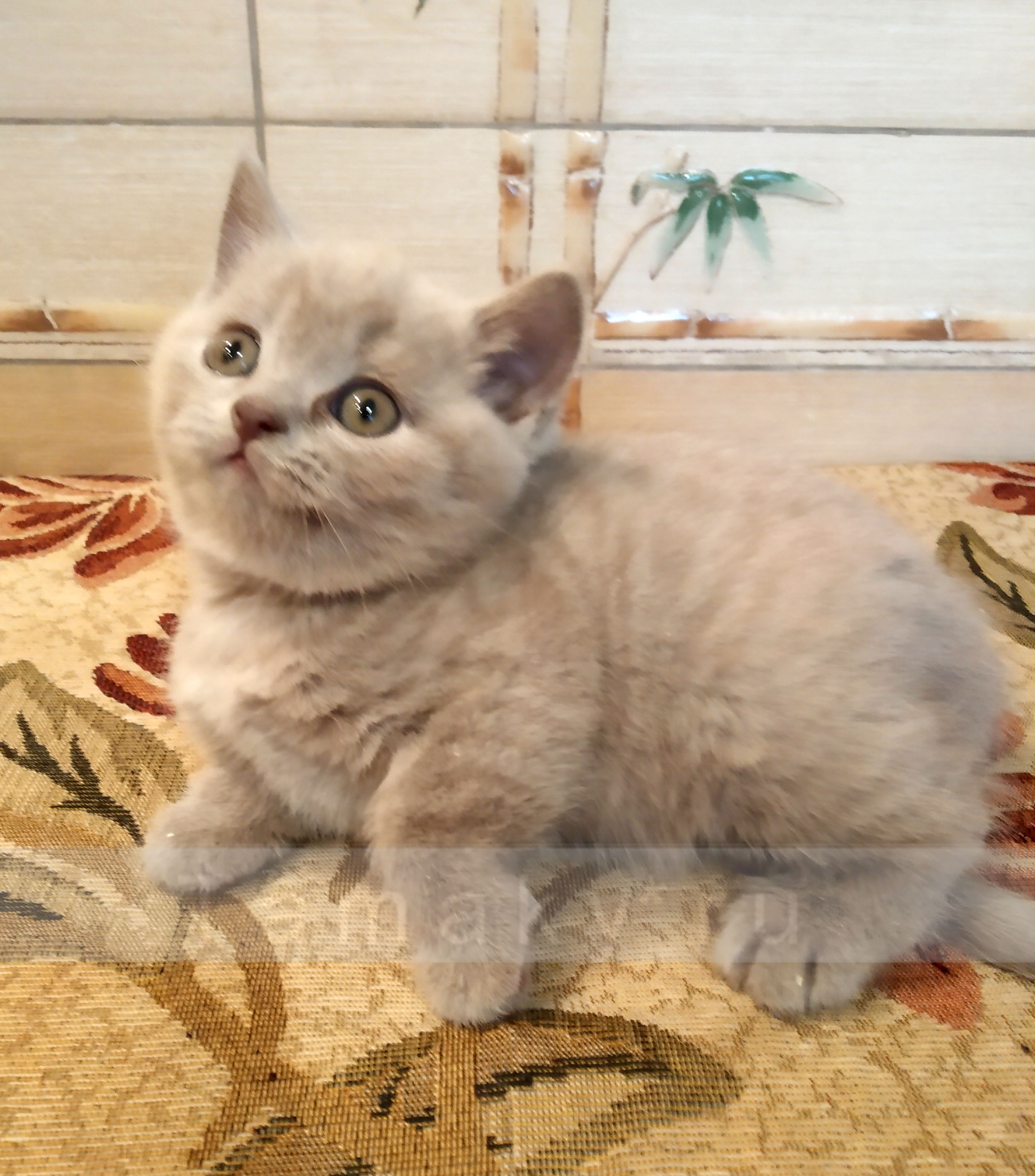 британский lilac male,  британский лиловый котенок кот  продажа