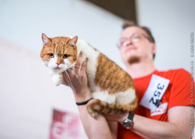 британский кот красный биколор, выставки фото